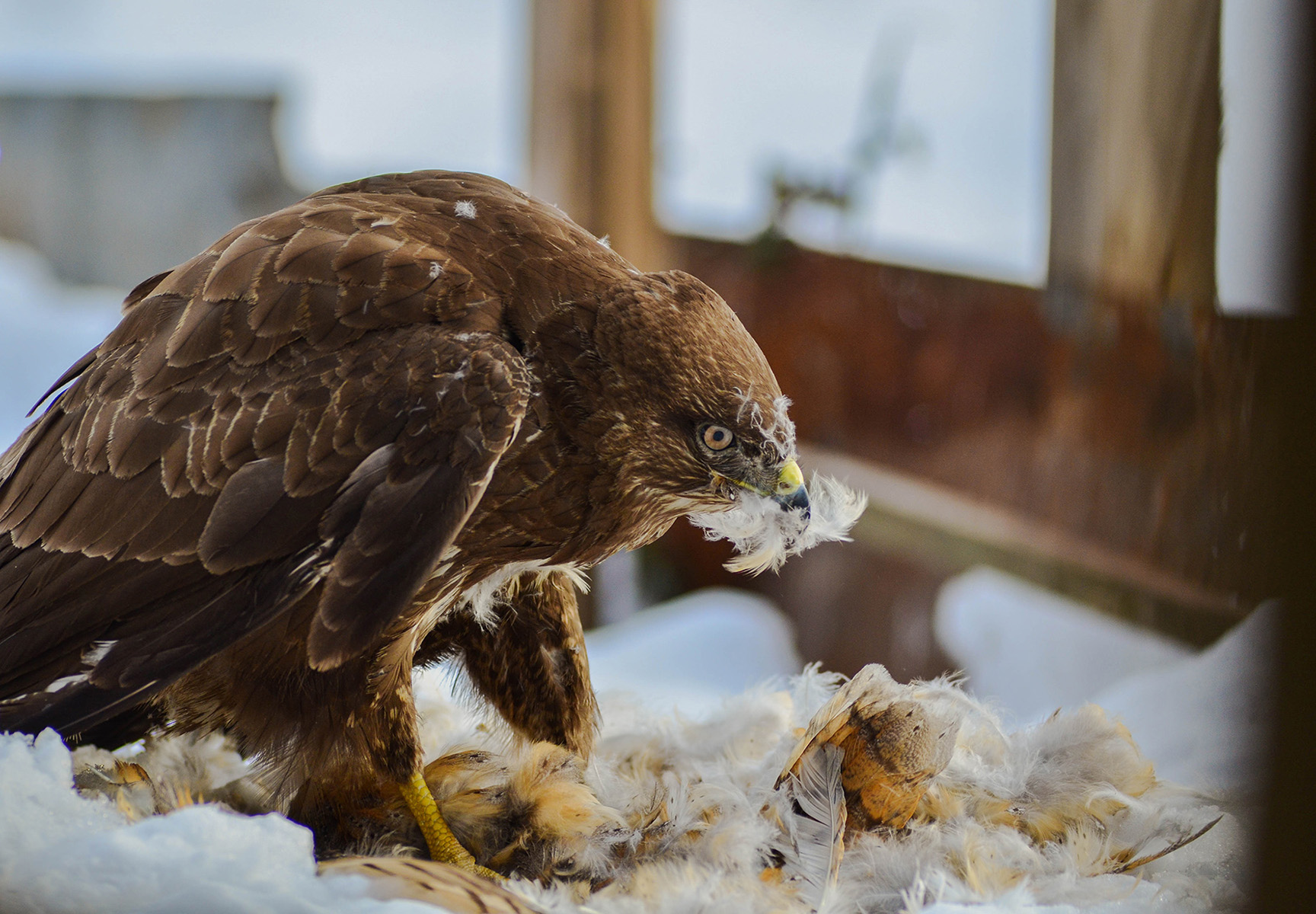 Şahin » Common Buzzard » Buteo buteo