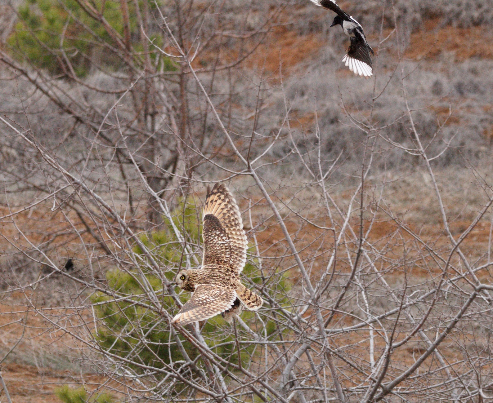 Kır baykuşu » Short-eared Owl » Asio flammeus