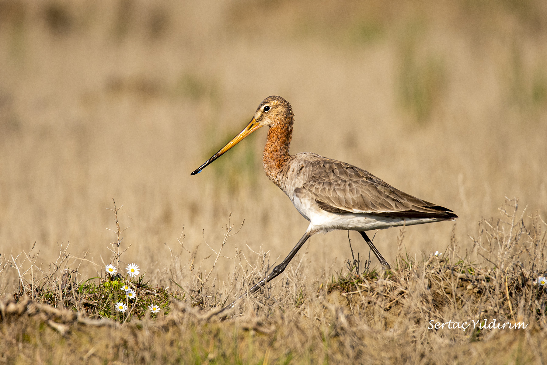 Çamurçulluğu » Black-tailed Godwit » Limosa limosa