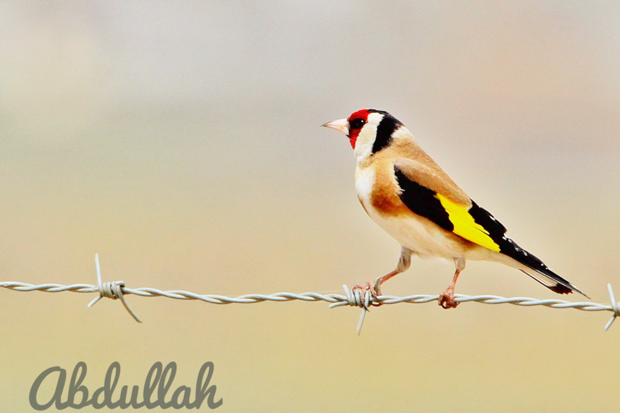 Saka » European Goldfinch » Carduelis carduelis