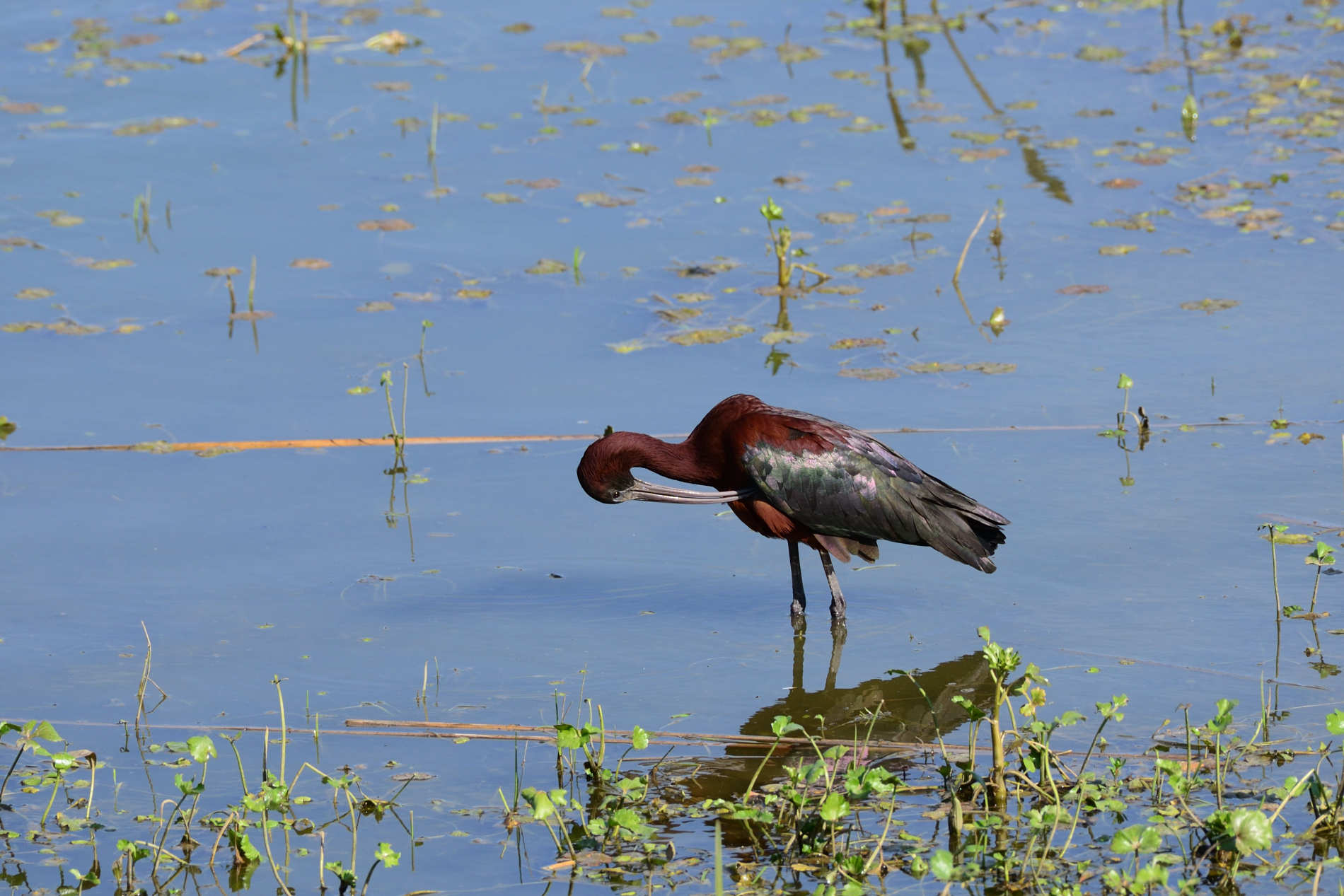 Çeltikçi » Glossy Ibis » Plegadis falcinellus