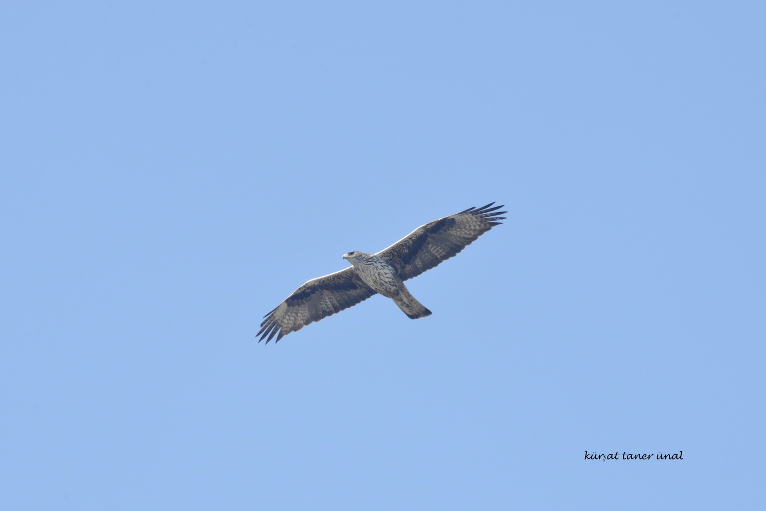 Tavşancıl » Bonelli`s Eagle » Aquila fasciata