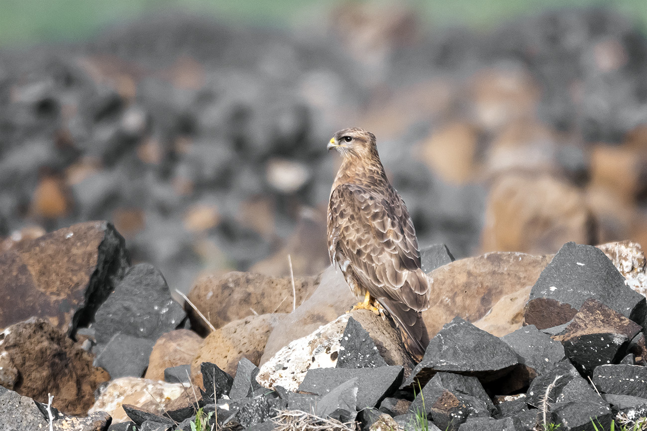 Şahin » Common Buzzard » Buteo buteo