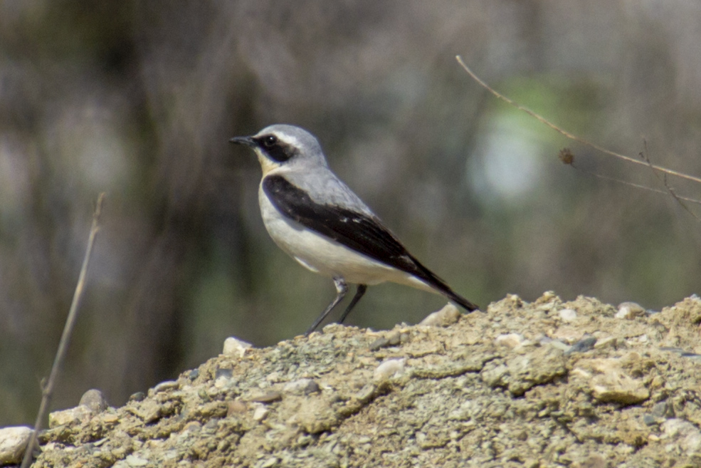 Kuyrukkakan » Northern Wheatear » Oenanthe oenanthe