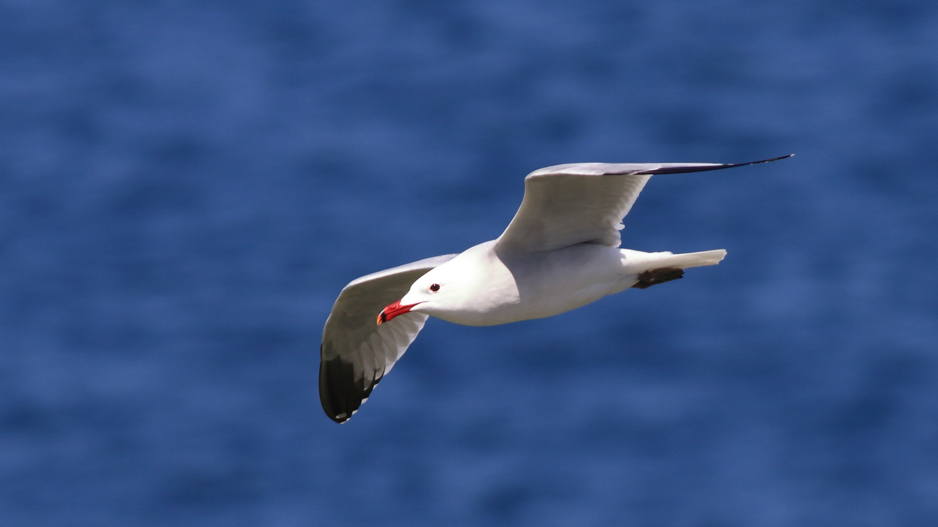Ada martısı » Audouin`s Gull » Ichthyaetus audouinii