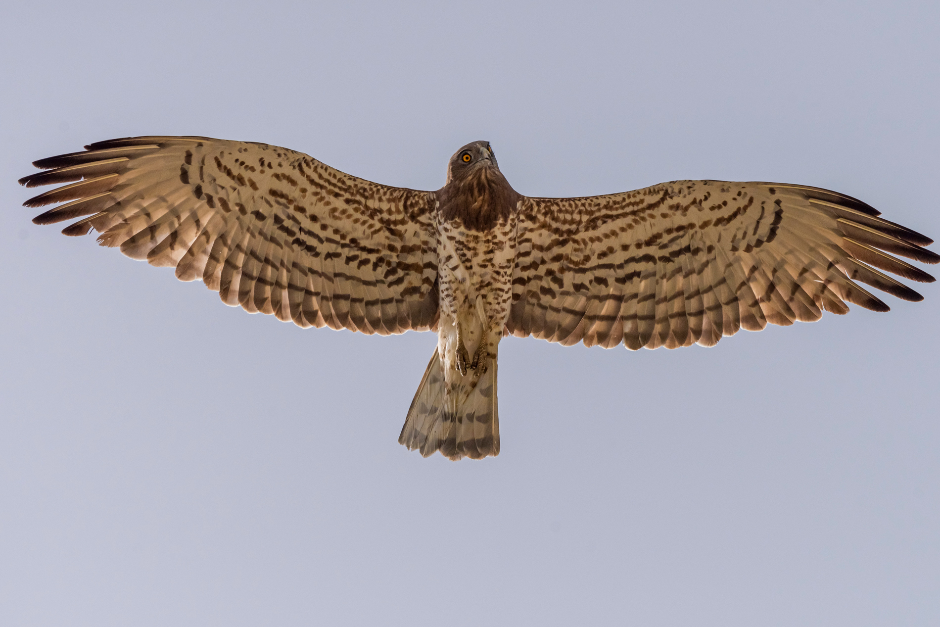 Yılan kartalı » Short-toed Snake Eagle » Circaetus gallicus