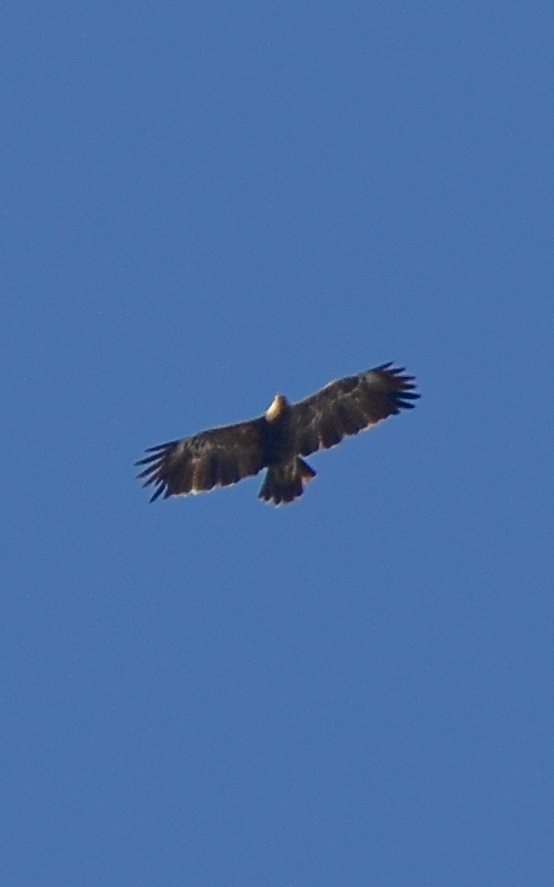 Küçük orman kartalı » Lesser Spotted Eagle » Clanga pomarina