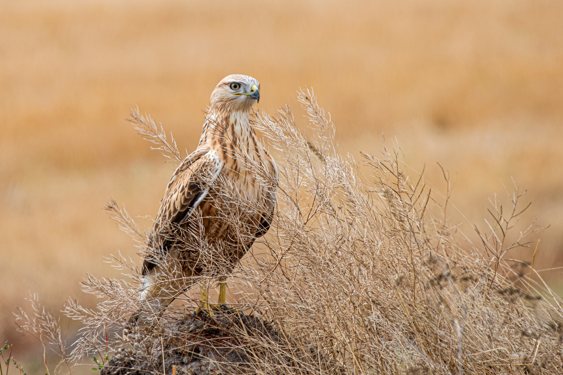 Kızıl şahin » Long-legged Buzzard » Buteo rufinus