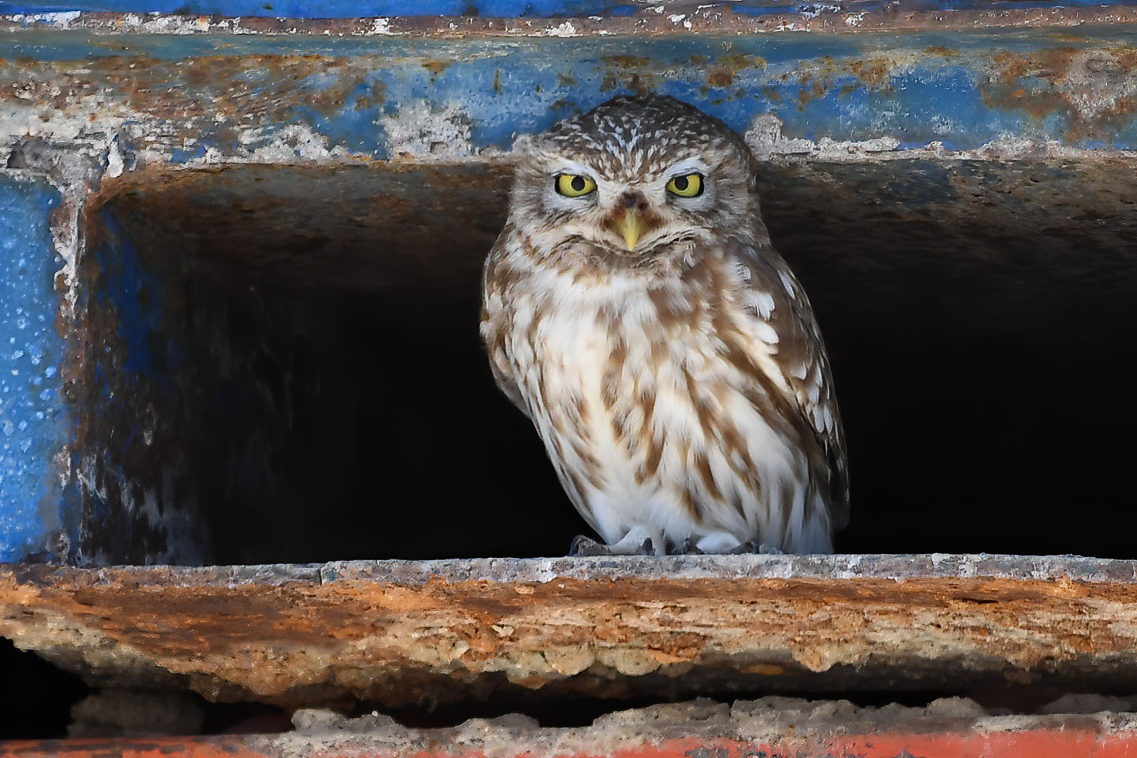 Kukumav » Little Owl » Athene noctua