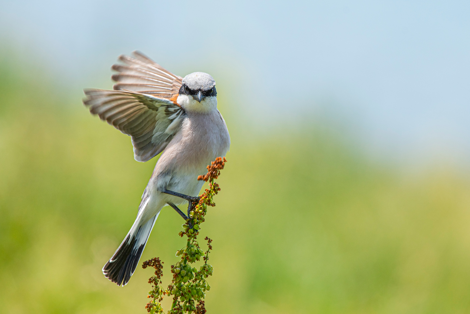 Kızılsırtlı örümcekkuşu » Red-backed Shrike » Lanius collurio