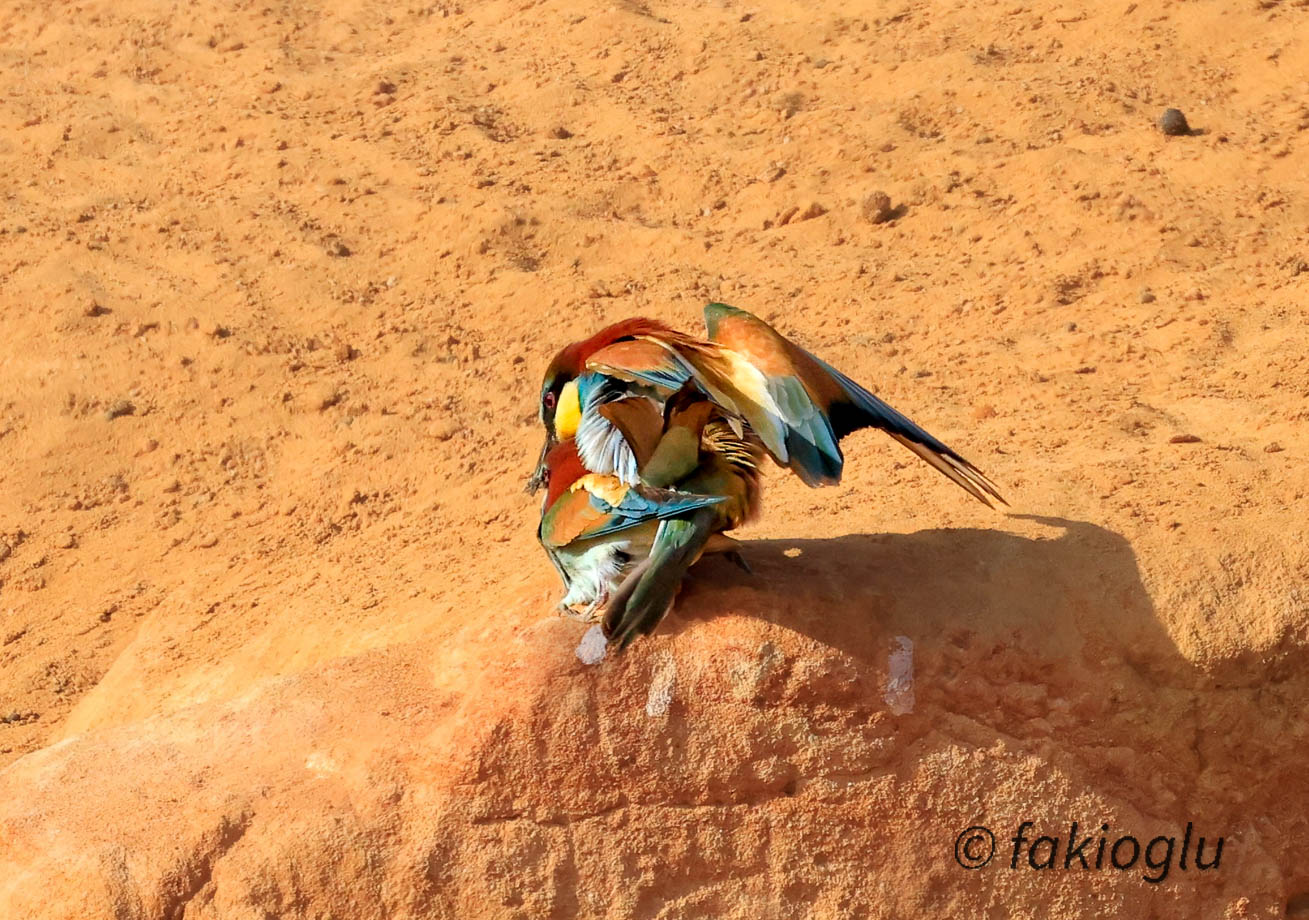 Arıkuşu » European Bee-eater » Merops apiaster