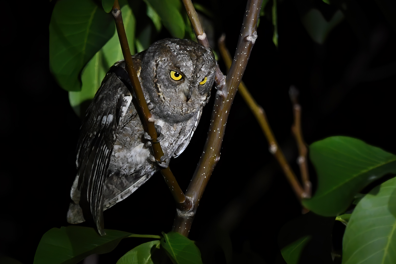 İshakkuşu » Eurasian Scops Owl » Otus scops