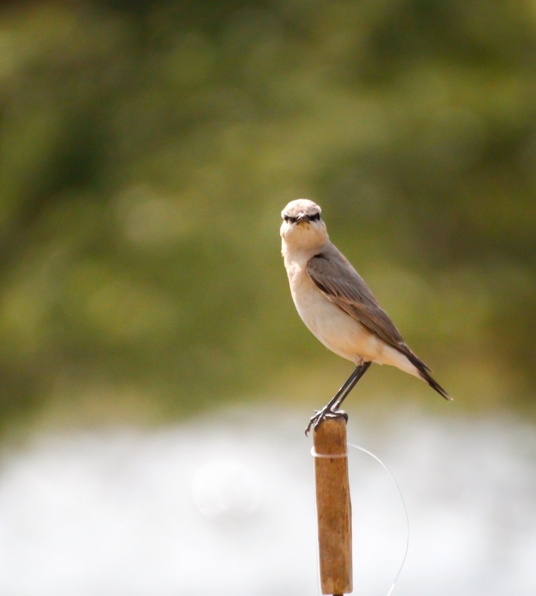 Boz kuyrukkakan » Isabelline Wheatear » Oenanthe isabellina