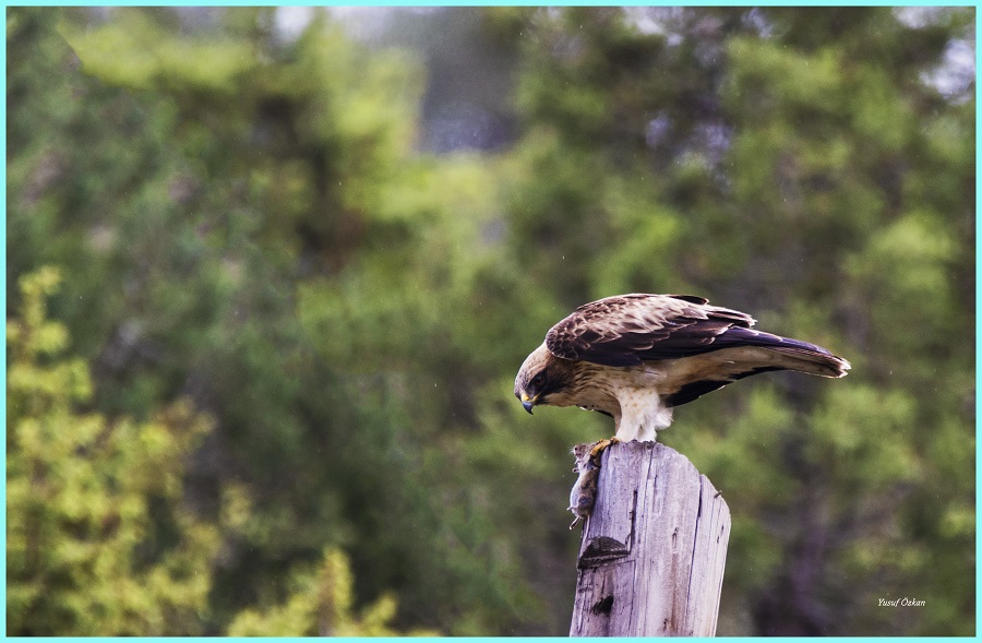 Küçük kartal » Booted Eagle » Hieraaetus pennatus