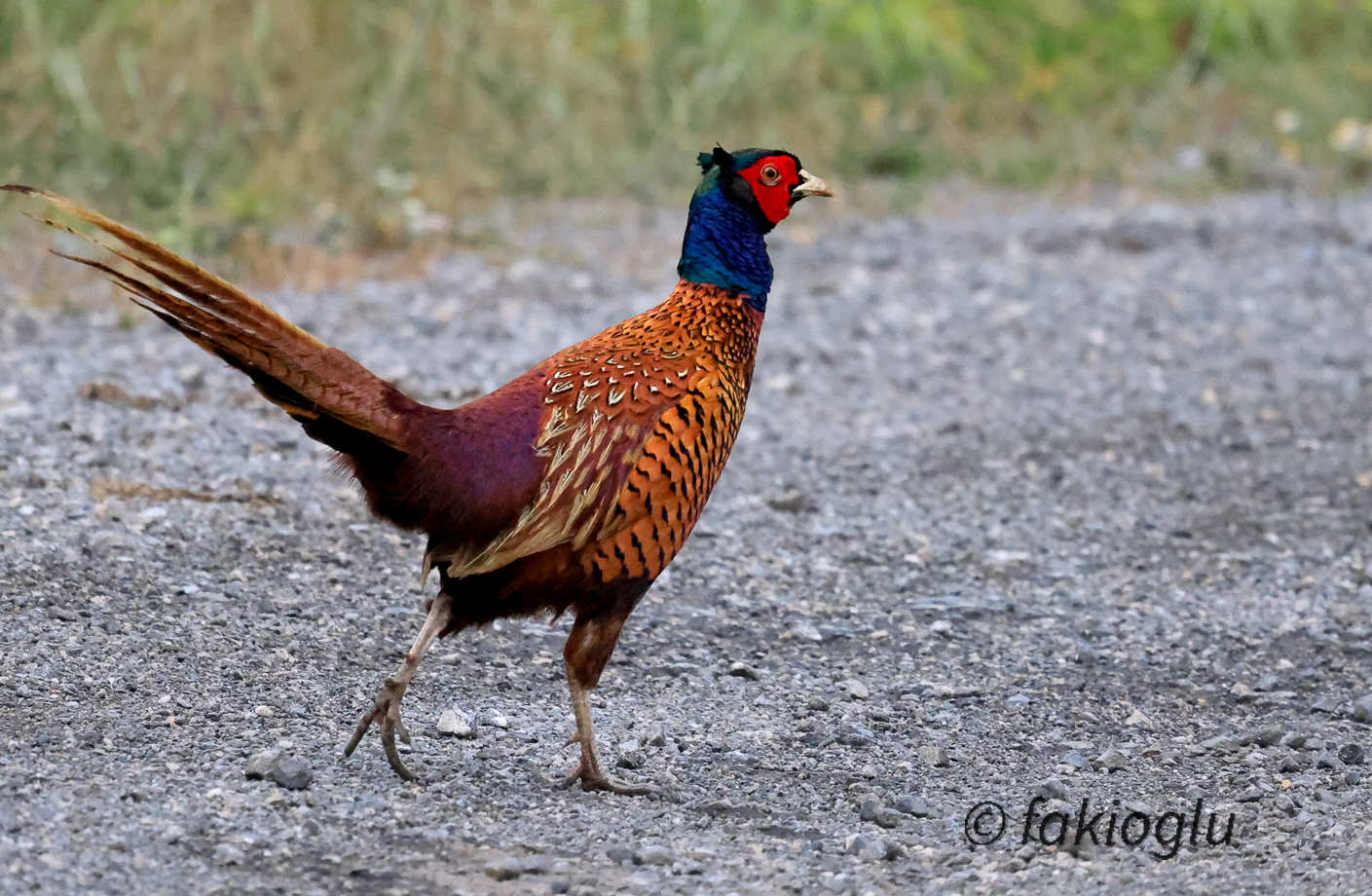 Sülün » Common Pheasant » Phasianus colchicus