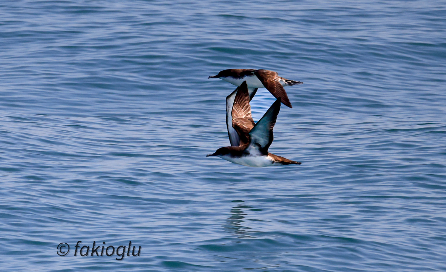 Yelkovan » Yelkouan Shearwater » Puffinus yelkouan