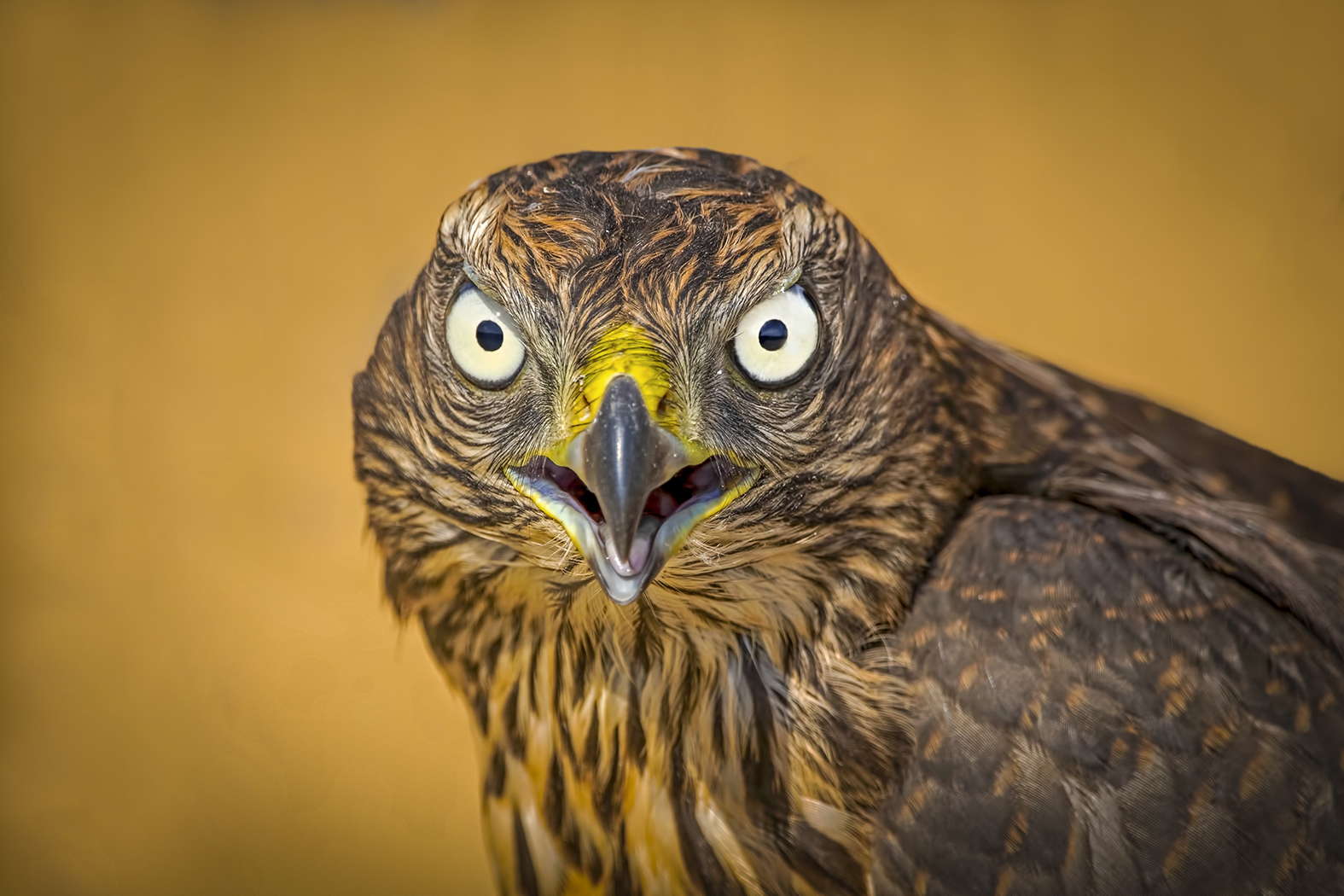 Şahin » Common Buzzard » Buteo buteo