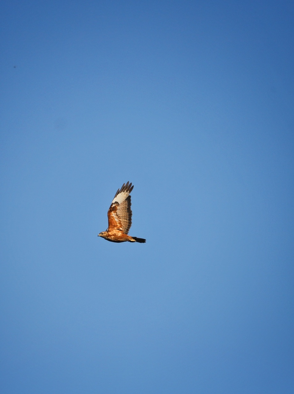 Kızıl şahin » Long-legged Buzzard » Buteo rufinus