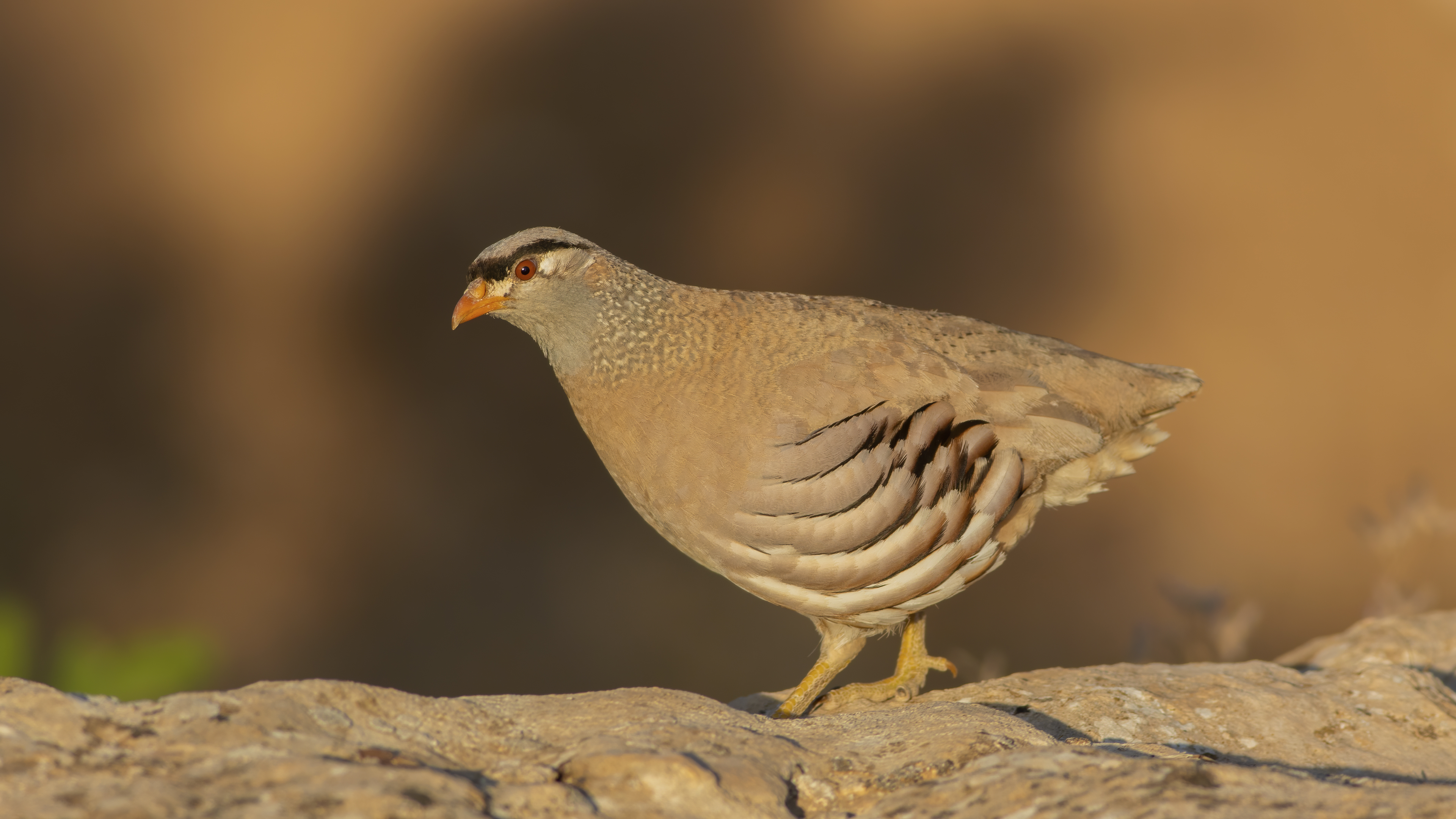 Kum kekliği » See-see Partridge » Ammoperdix griseogularis