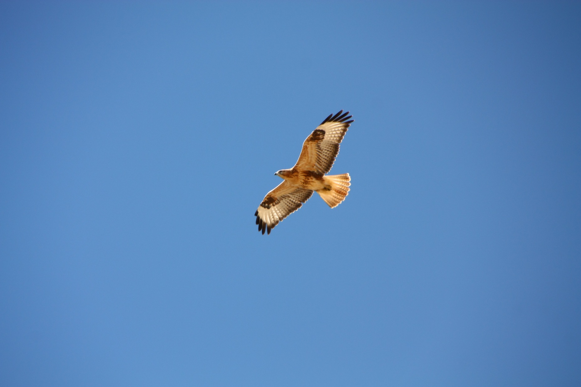 Kızıl şahin » Long-legged Buzzard » Buteo rufinus