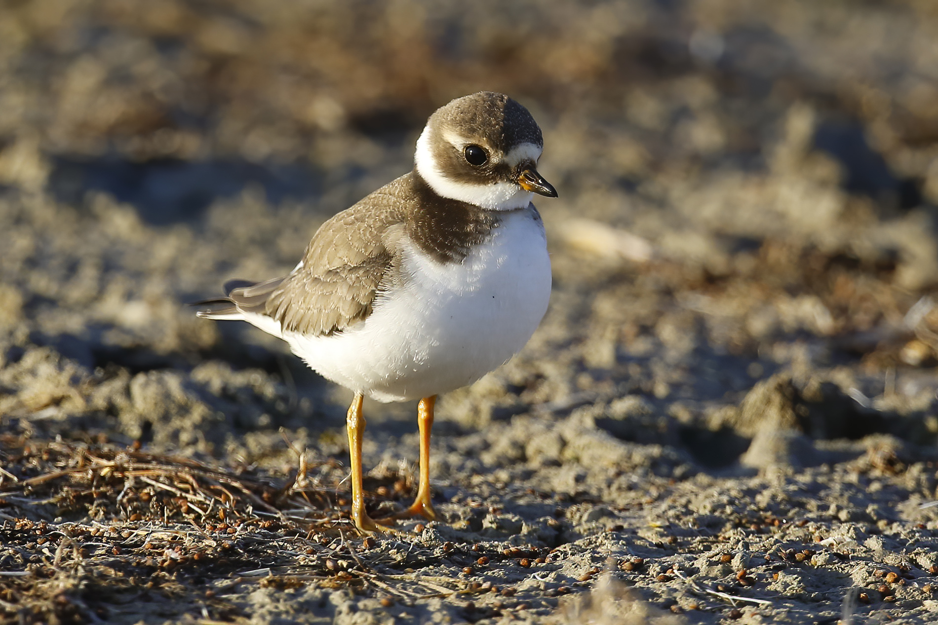 Halkalı cılıbıt » Common Ringed Plover » Charadrius hiaticula