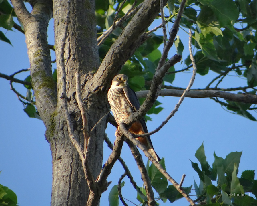 Delice doğan » Eurasian Hobby » Falco subbuteo