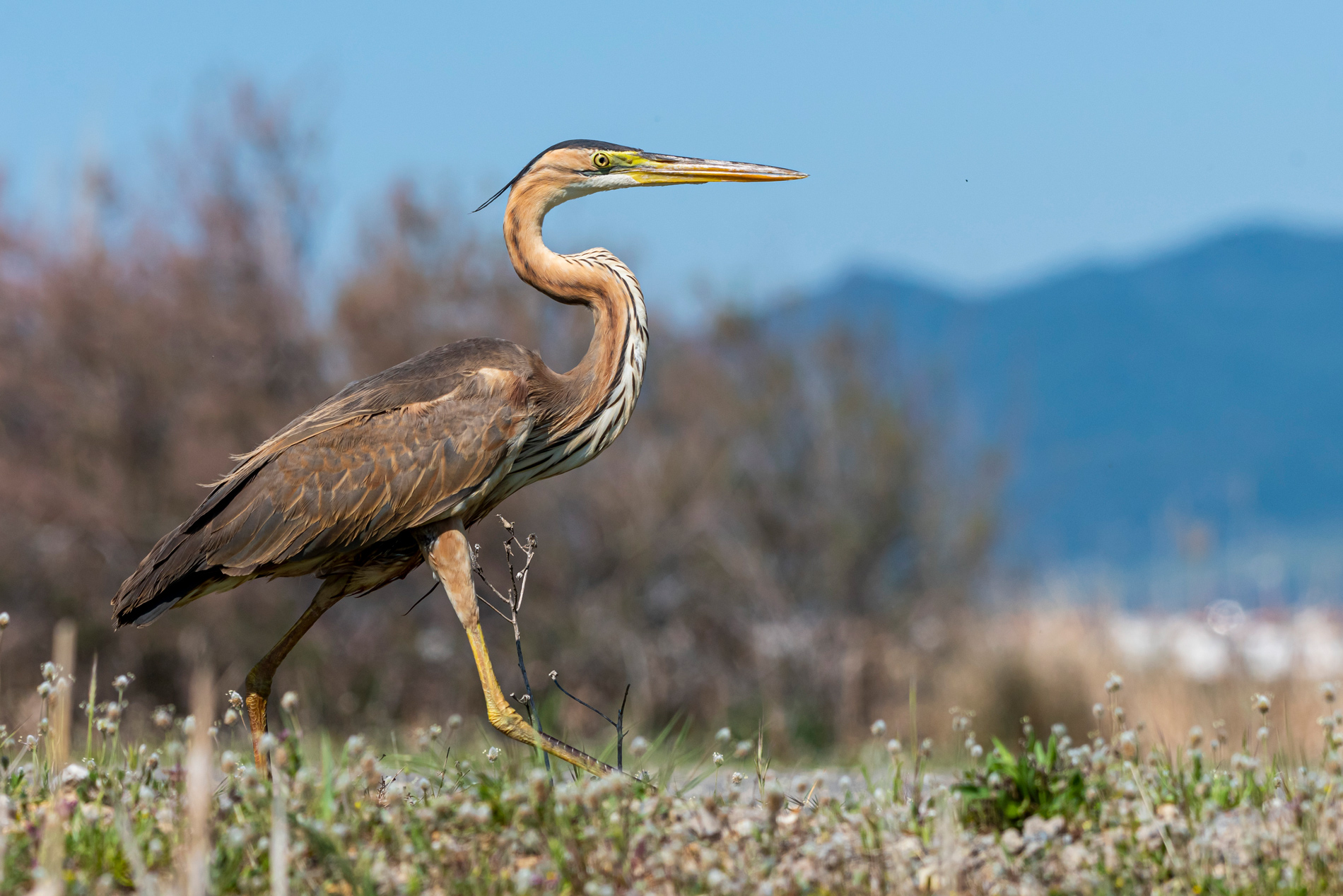 Erguvani balıkçıl » Purple Heron » Ardea purpurea