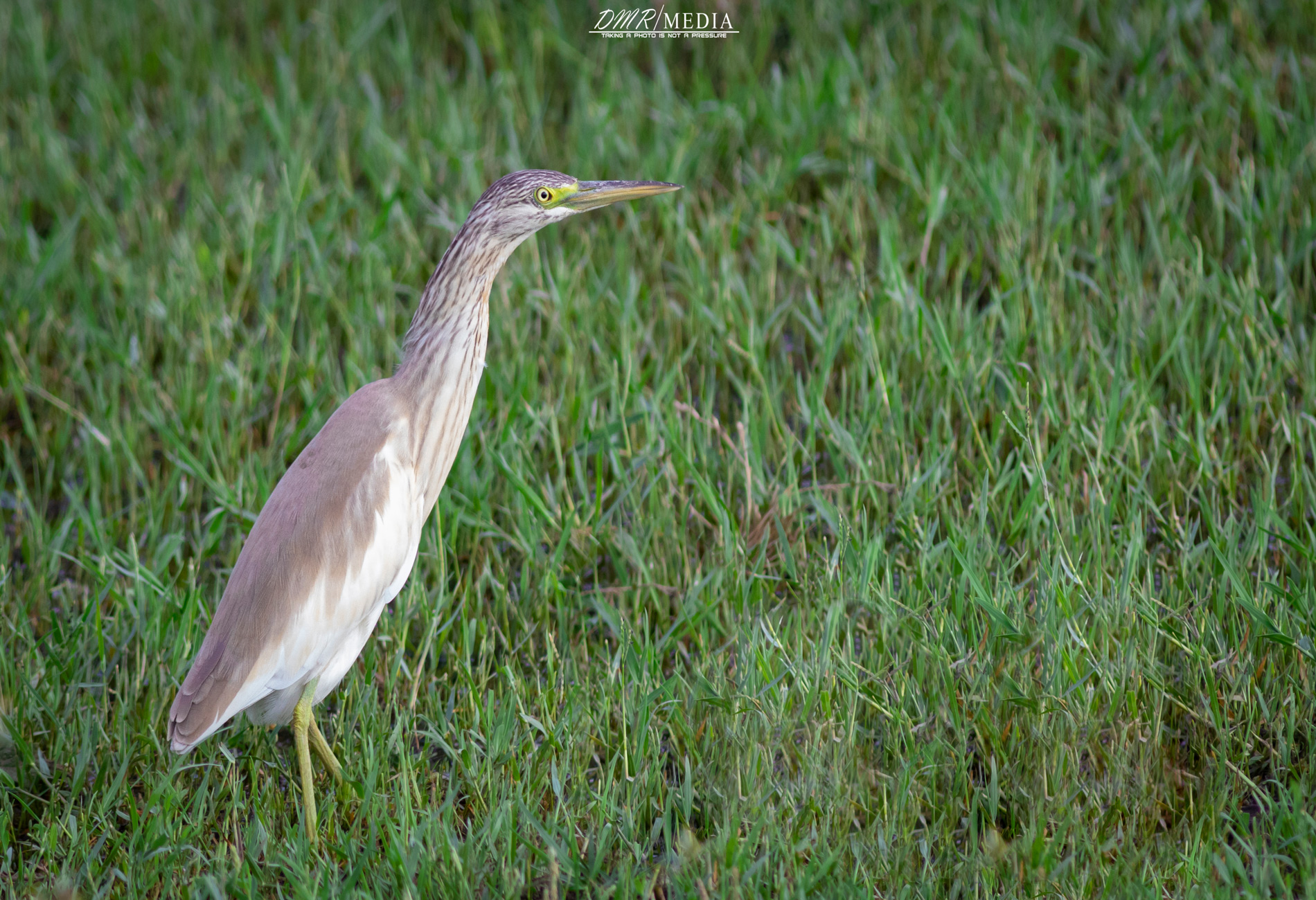 Alaca balıkçıl » Squacco Heron » Ardeola ralloides