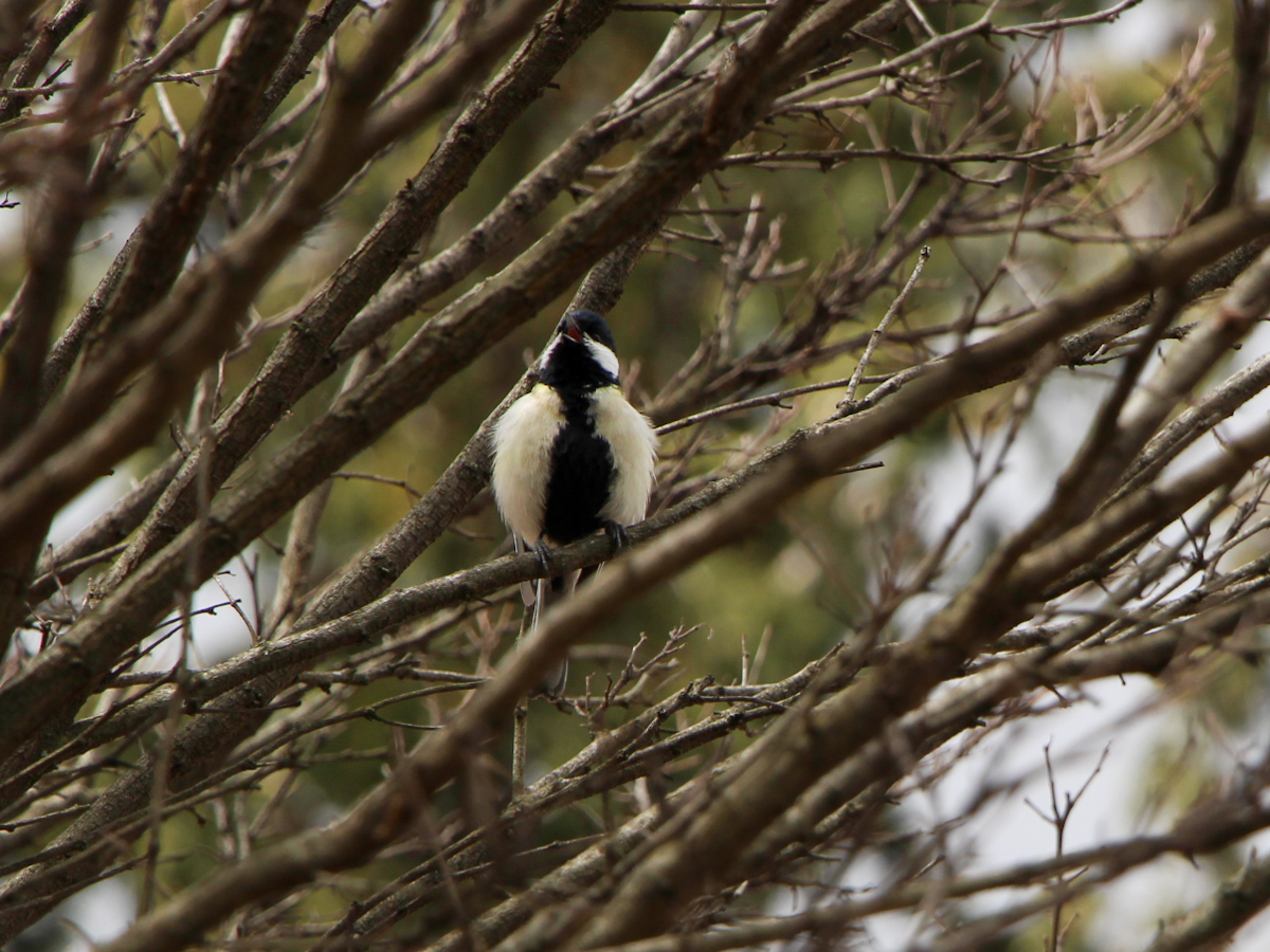 Büyük baştankara » Great Tit » Parus major