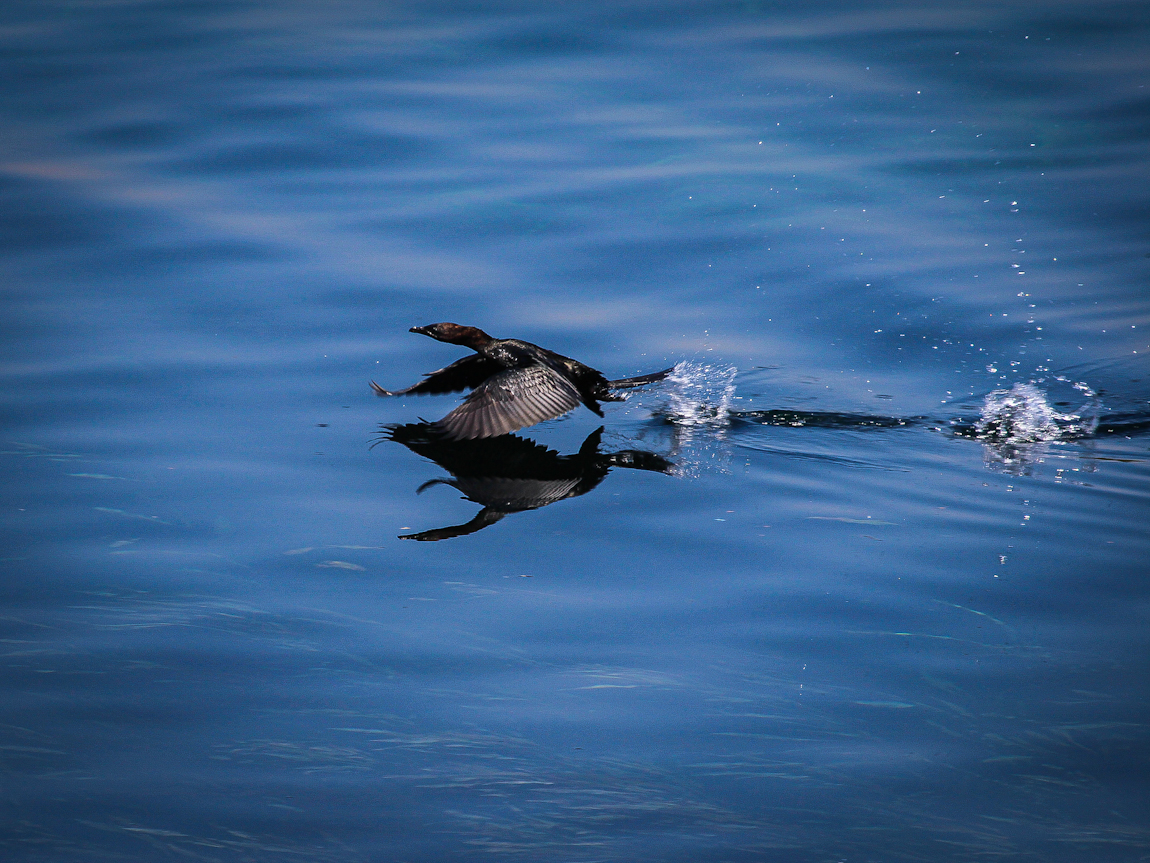 Küçük karabatak » Pygmy Cormorant » Microcarbo pygmaeus