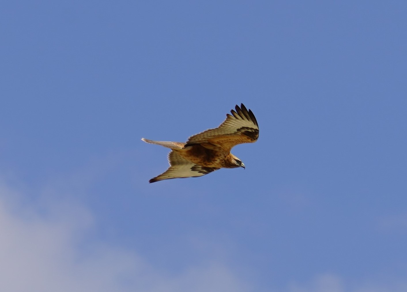 Kızıl şahin » Long-legged Buzzard » Buteo rufinus