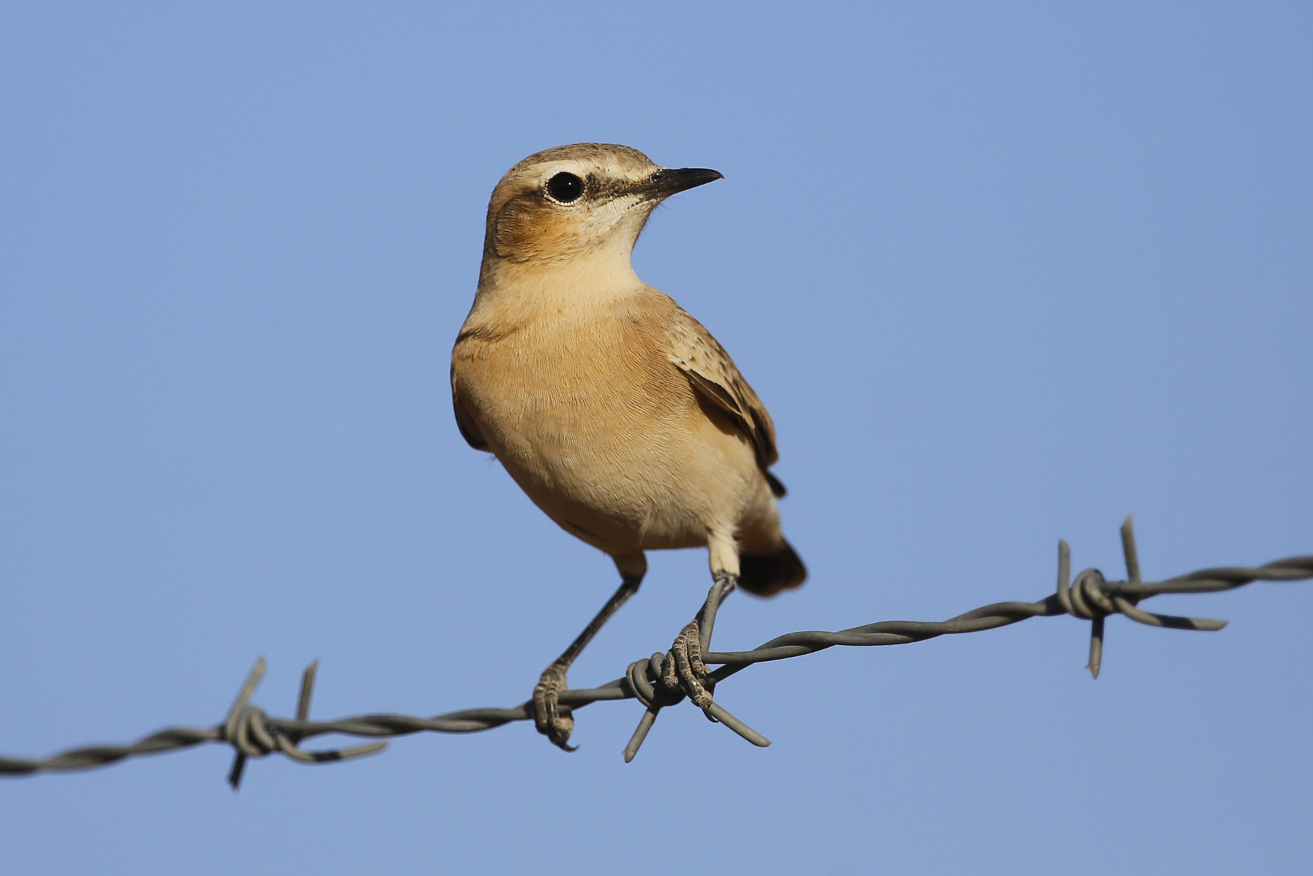 Kuyrukkakan » Northern Wheatear » Oenanthe oenanthe