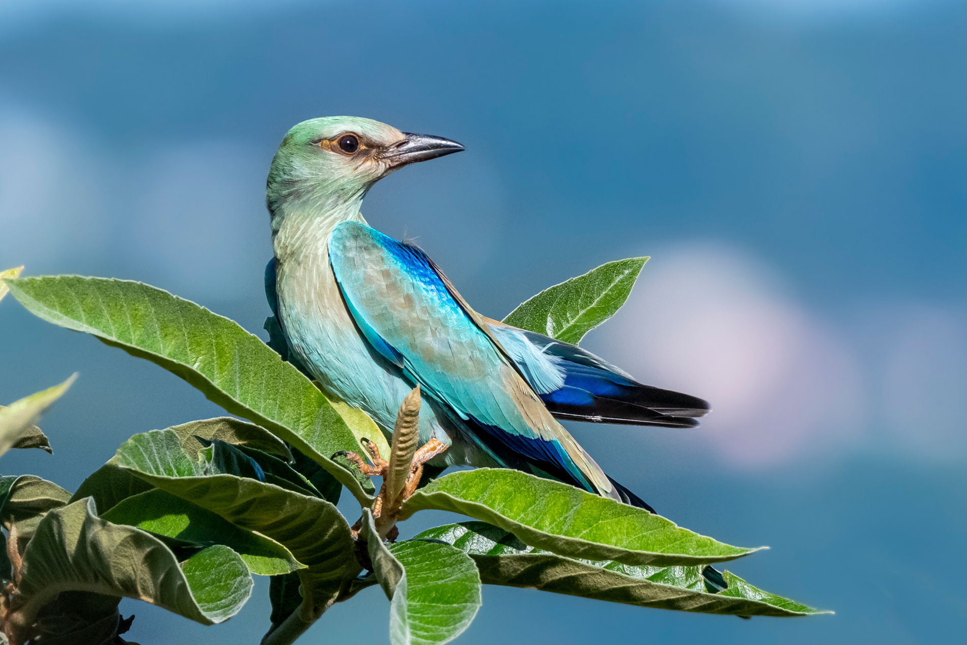 Gökkuzgun » European Roller » Coracias garrulus