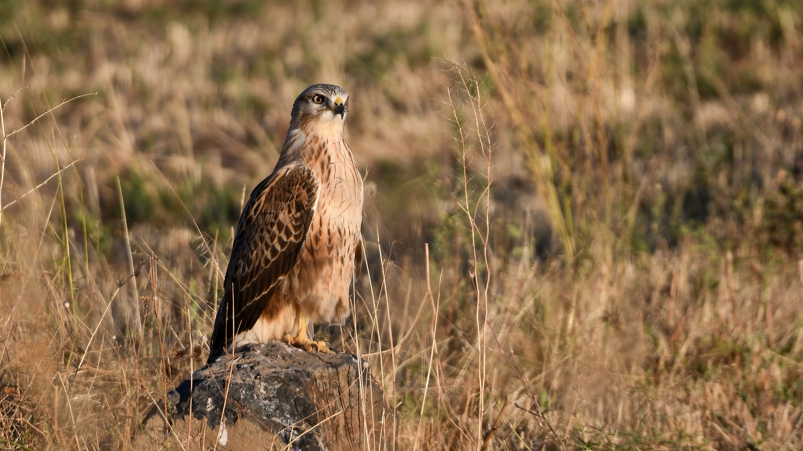 Kızıl şahin » Long-legged Buzzard » Buteo rufinus