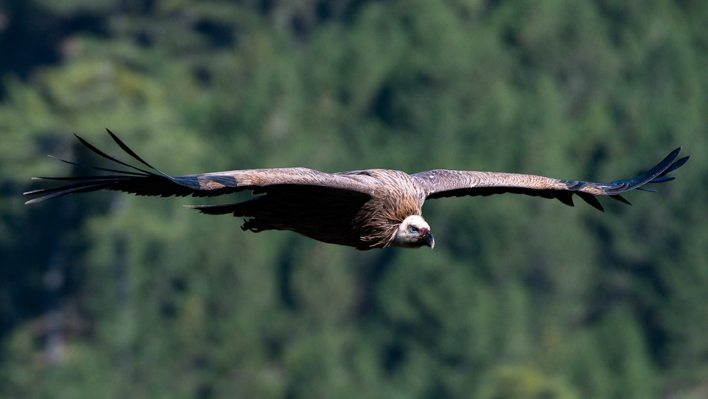 Kızıl akbaba » Griffon Vulture » Gyps fulvus