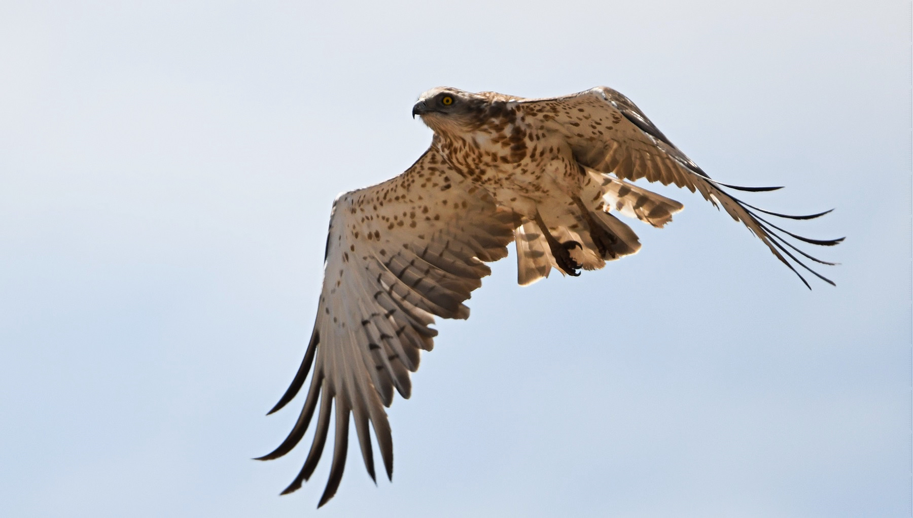 Yılan kartalı » Short-toed Snake Eagle » Circaetus gallicus