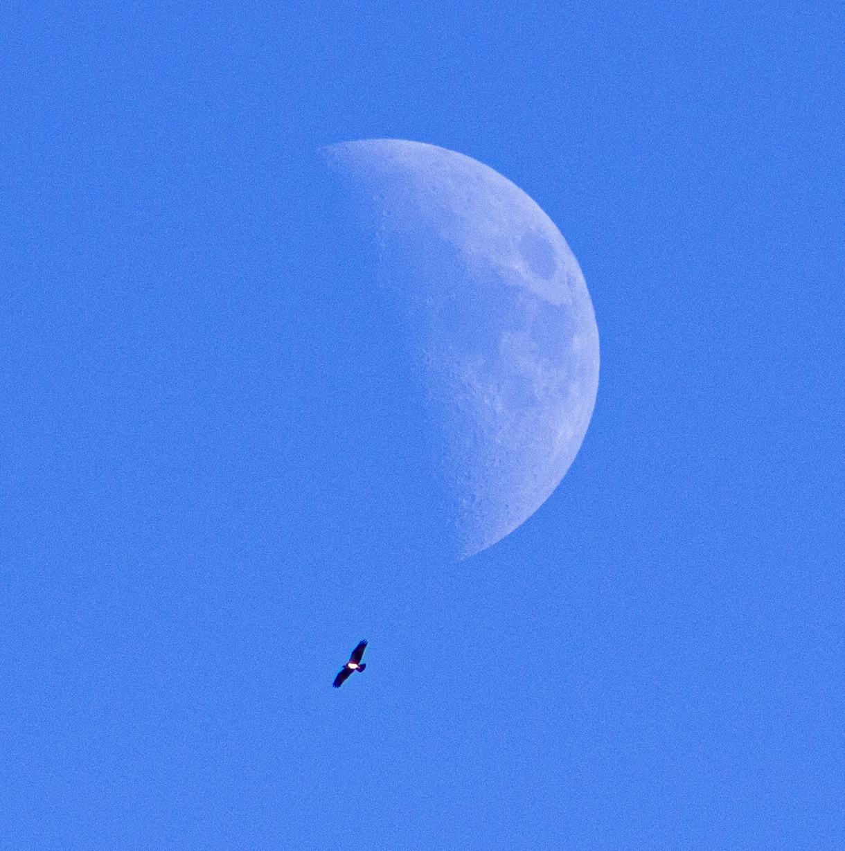 Balık kartalı » Osprey » Pandion haliaetus