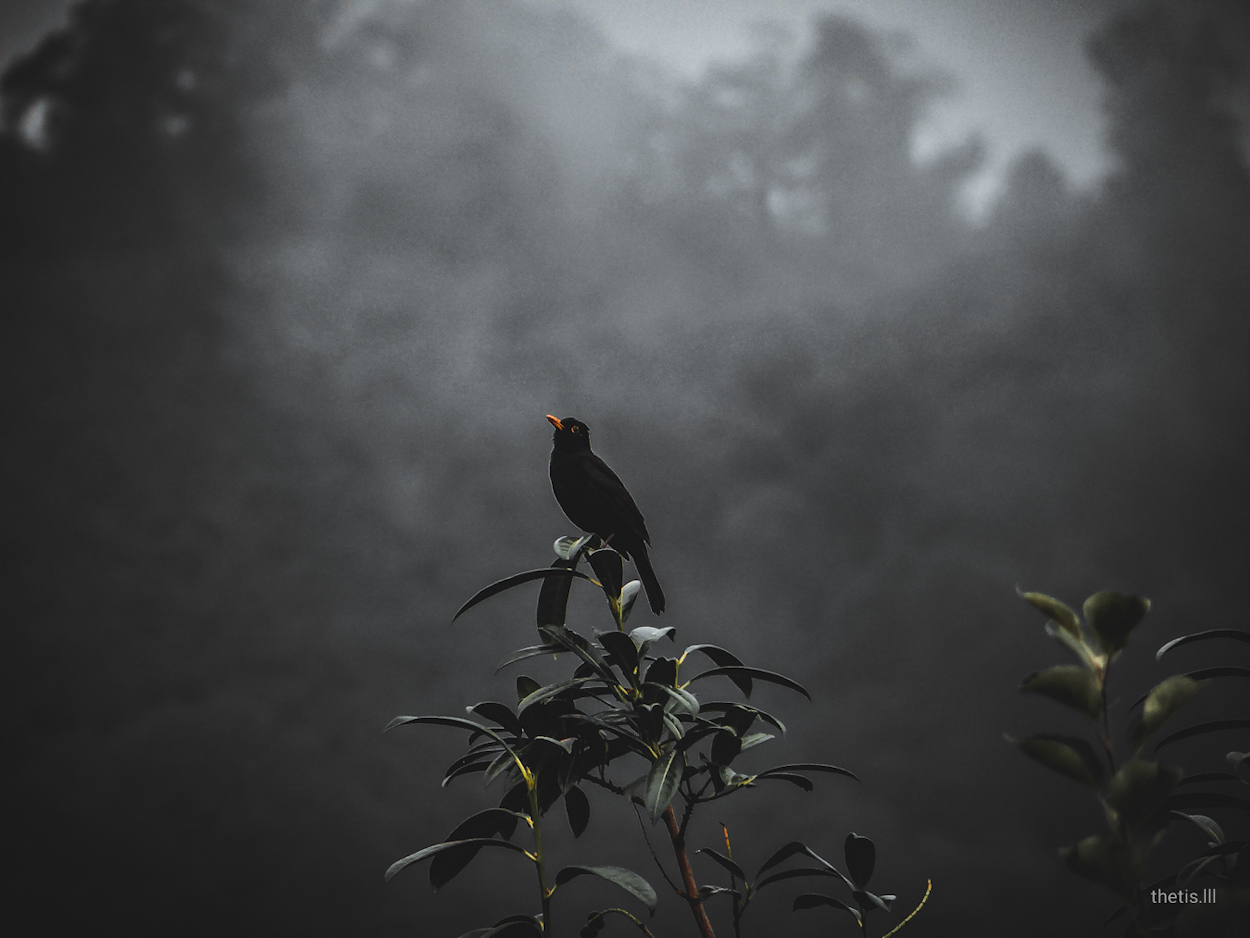 Karatavuk » Common Blackbird » Turdus merula
