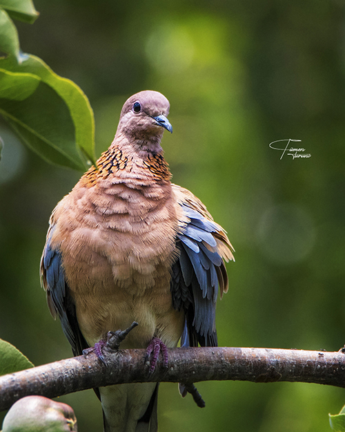 Küçük kumru » Laughing Dove » Spilopelia senegalensis