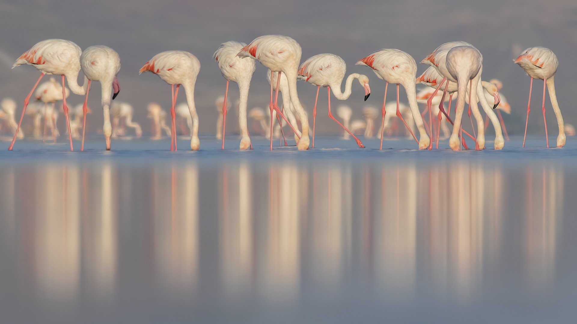 Flamingo