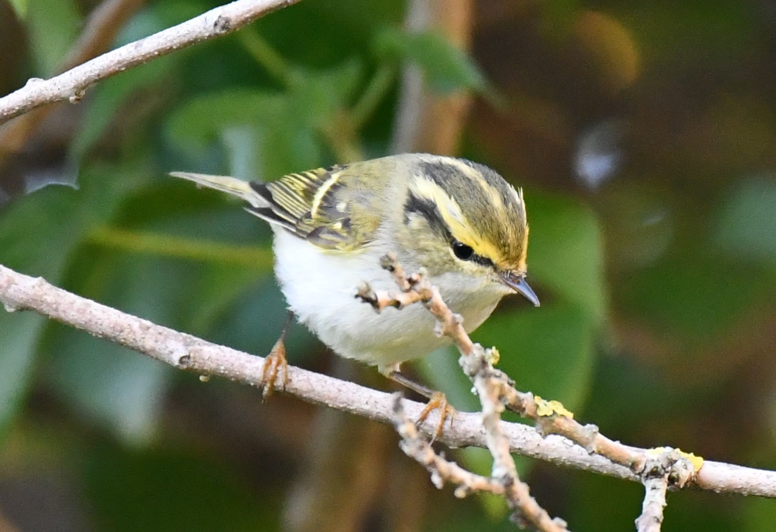 Çalıkuşu çıvgını » Pallas`s Leaf Warbler » Phylloscopus proregulus