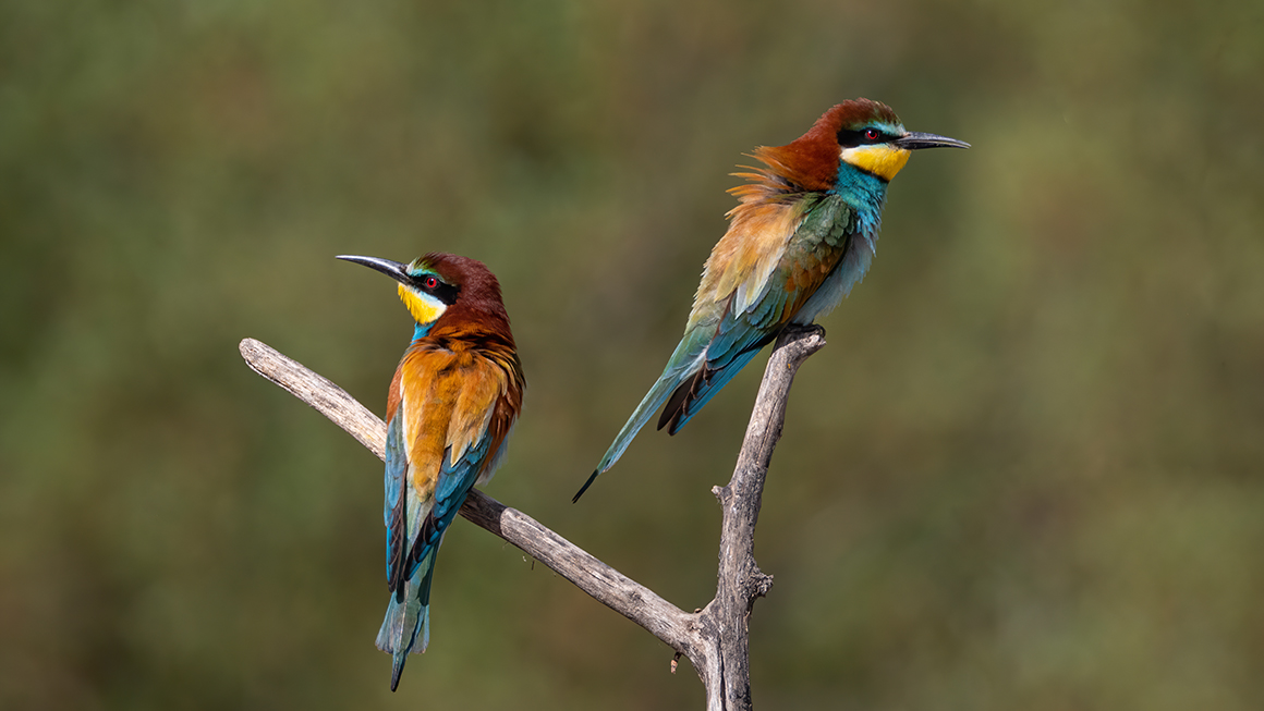Arıkuşu » European Bee-eater » Merops apiaster