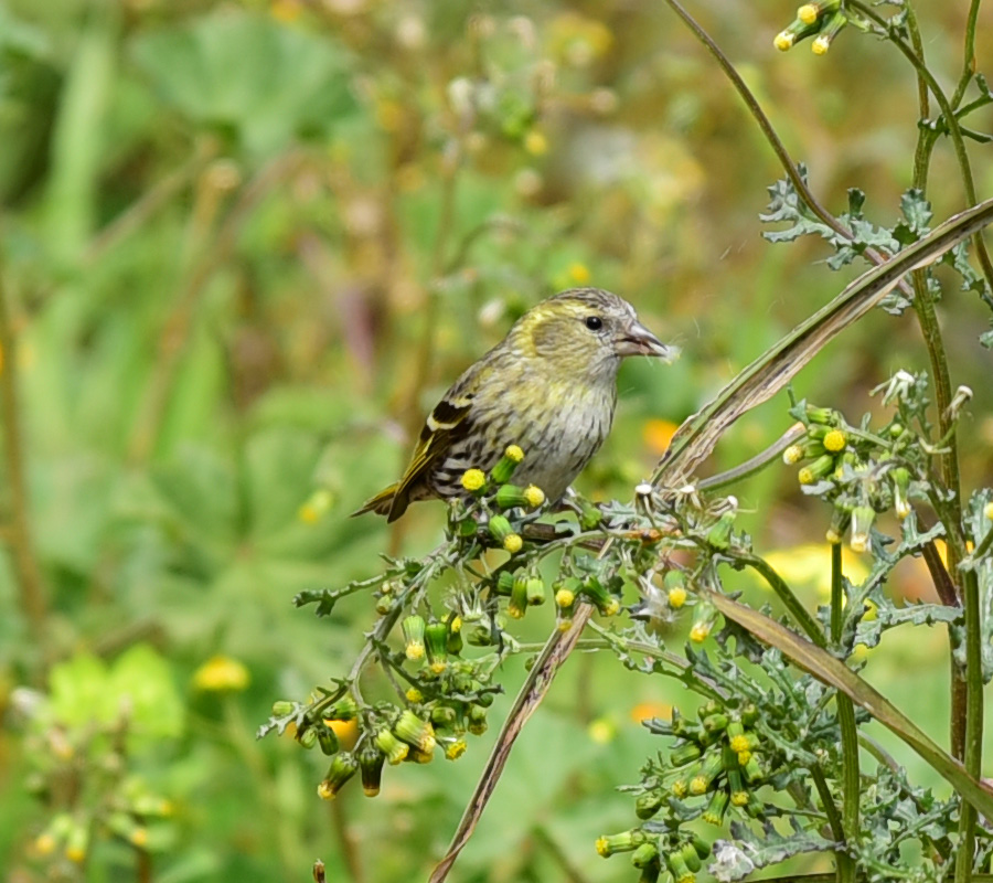 Karabaşlı iskete » Eurasian Siskin » Spinus spinus