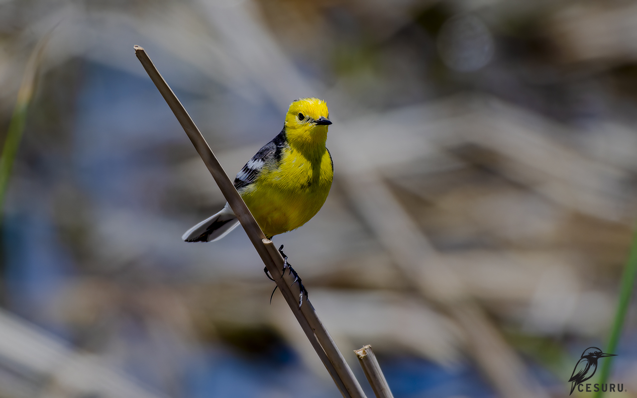 Sarıbaşlı kuyruksallayan » Citrine Wagtail » Motacilla citreola
