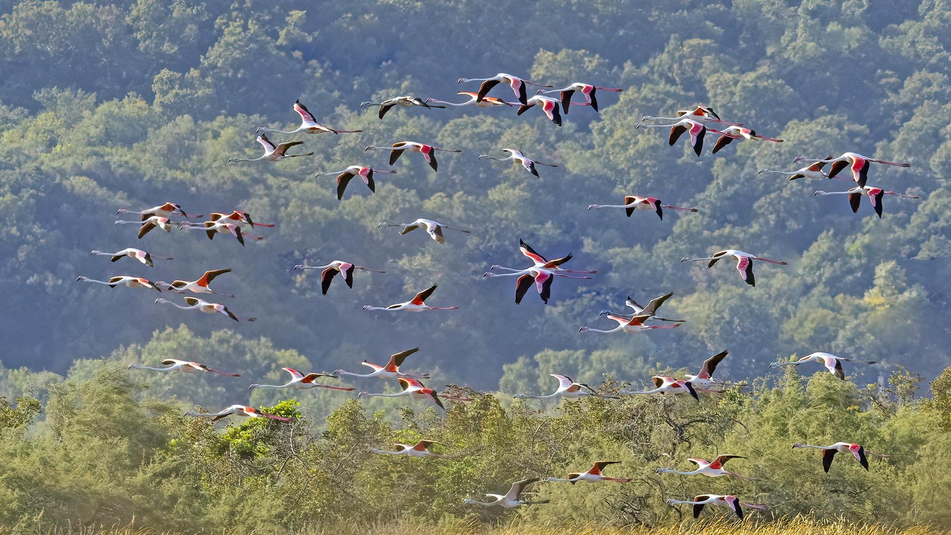 Flamingo