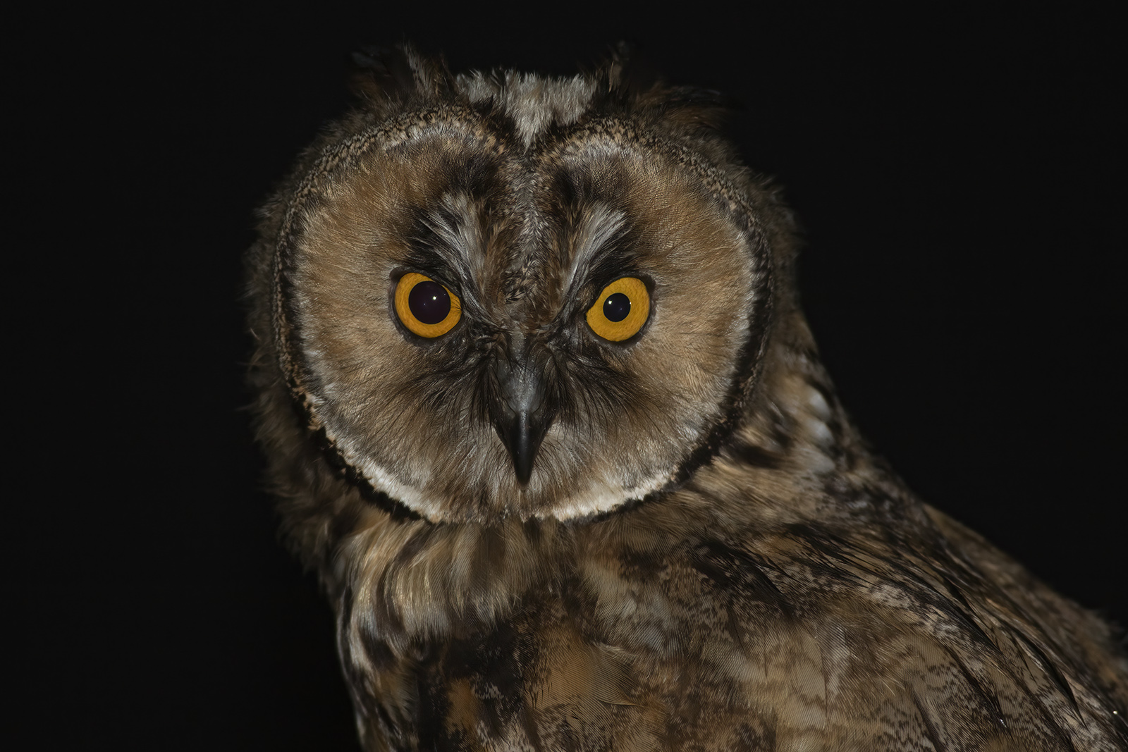 Kulaklı orman baykuşu » Long-eared Owl » Asio otus