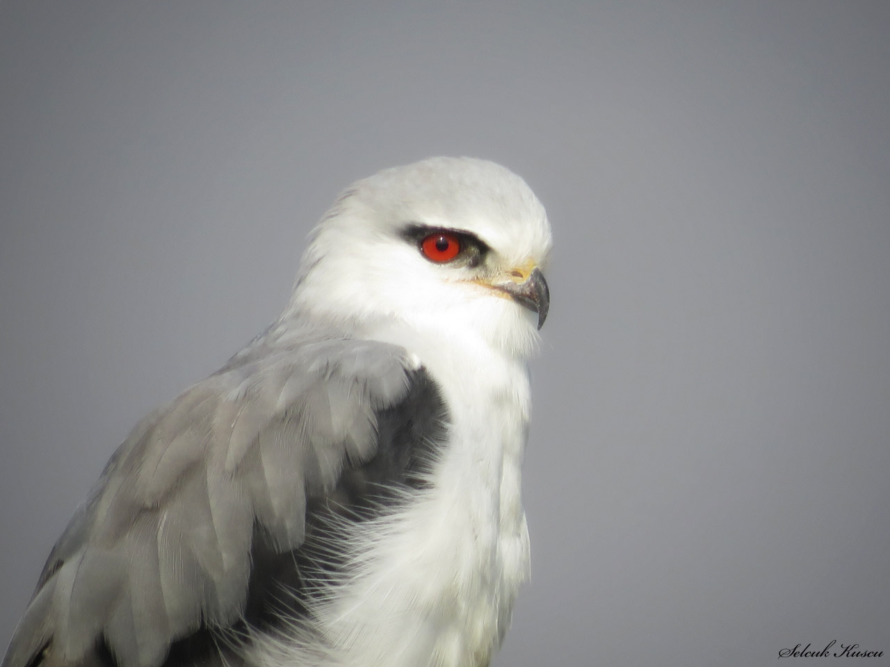 Ak çaylak » Black-winged Kite » Elanus caeruleus