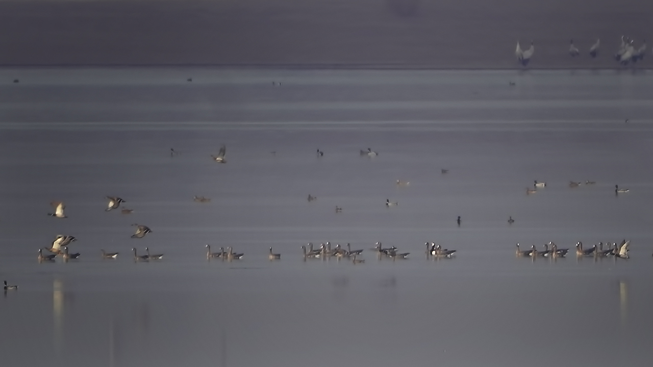 Akyanaklı kaz » Barnacle Goose » Branta leucopsis