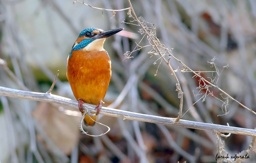 Yalıçapkını » Common Kingfisher » Alcedo atthis
