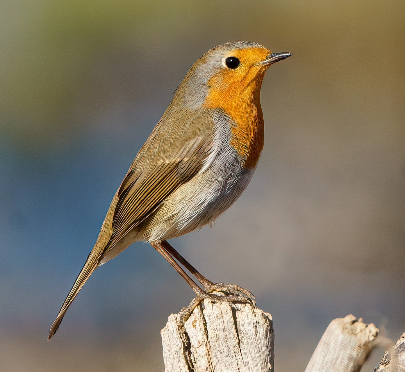 Kızılgerdan » European Robin » Erithacus rubecula